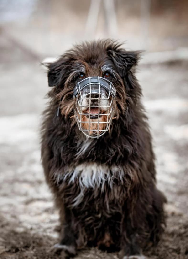 Strolchi, male senior Mixed Breed for adoption at Tierheim Dorf Mecklenburg