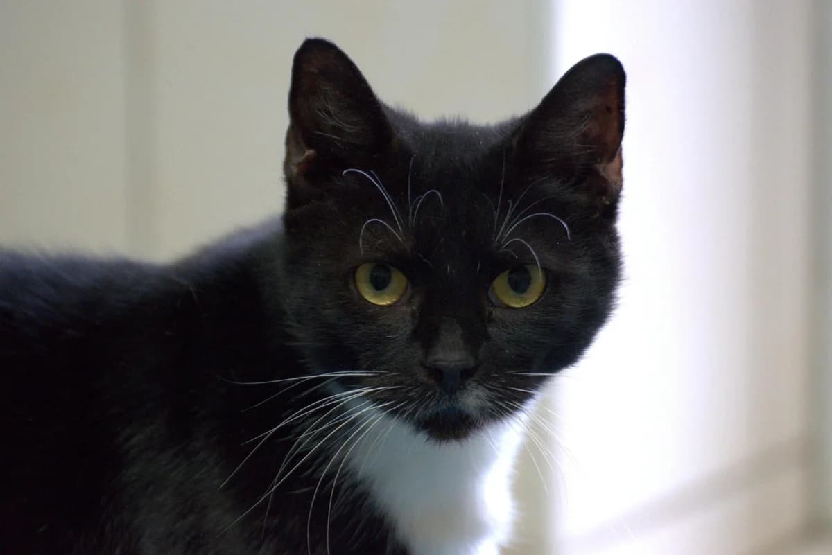 Tekla, female mixed breed for adoption at Tierheim Dorf Mecklenburg