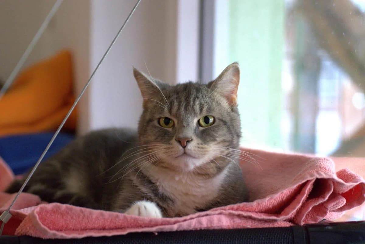 Tiger, male mixed breed for adoption at Tierheim Dorf Mecklenburg