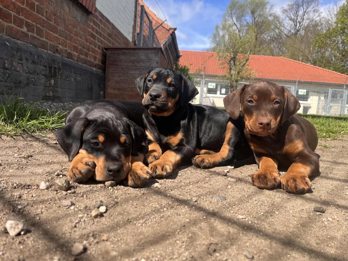 Welpen, puppy Doberman for adoption at Tierheim Dorf Mecklenburg