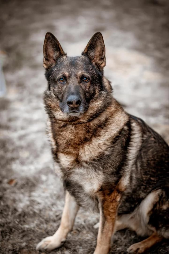 Wolf, male senior German Shepherd for adoption at Tierheim Dorf Mecklenburg