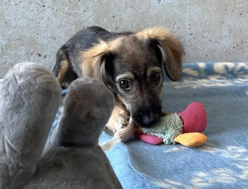 Beth, Mixed Breed for adoption at Tierschutzverein Dormagen e.V., Dormagen