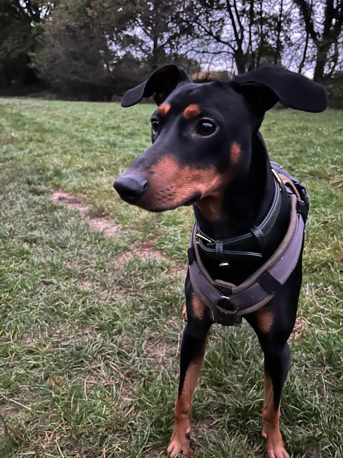 Bruno, Mixed Breed for adoption at Tierschutzverein Dormagen e.V., Dormagen