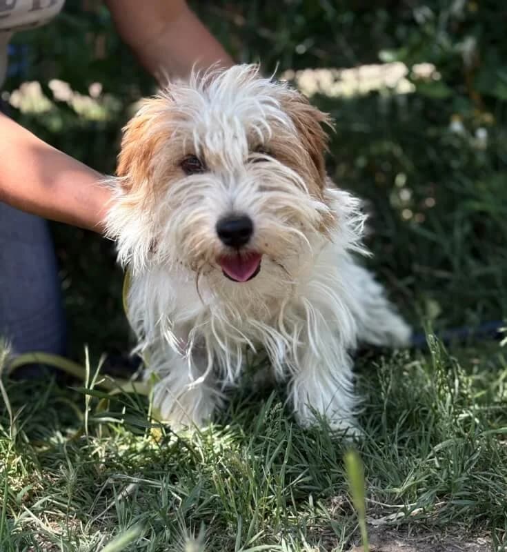 Charlie, Mixed Breed for adoption at Tierschutzverein Dormagen e.V., Dormagen