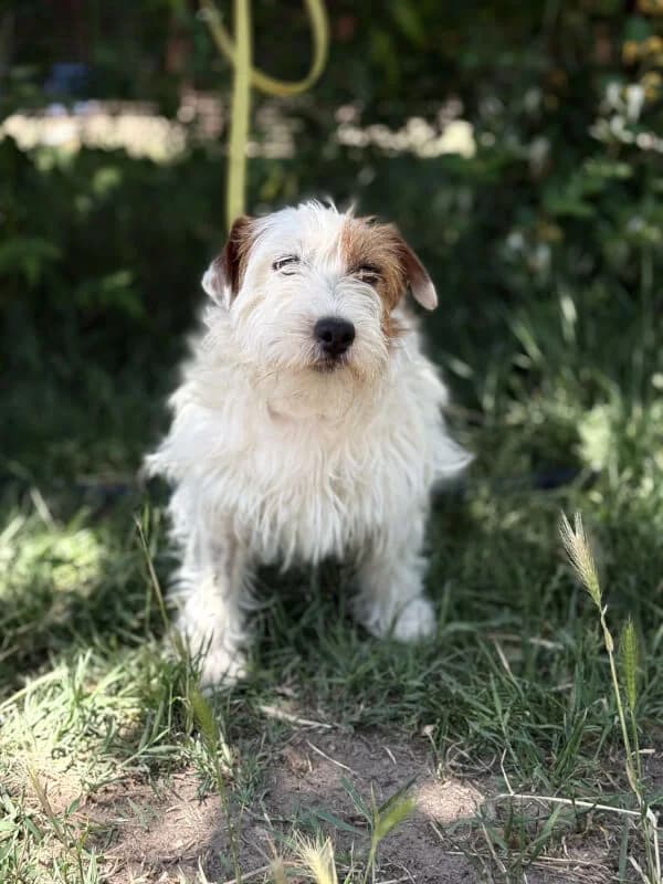 Charlotte, Mixed Breed for adoption at Tierschutzverein Dormagen e.V., Dormagen