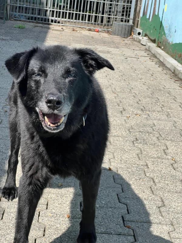 Chica, Mixed Breed for adoption at Tierschutzverein Dormagen e.V., Dormagen