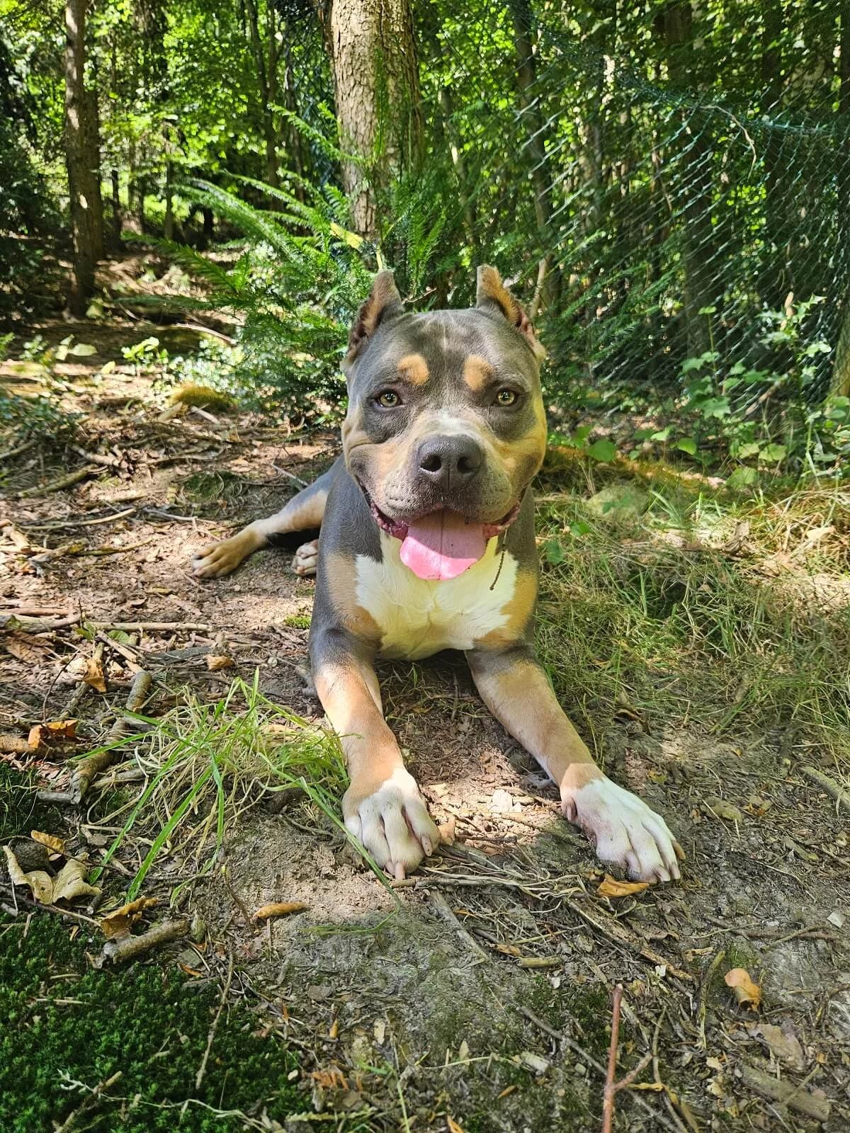 Divo, Mixed Breed for adoption at Tierschutzverein Dormagen e.V., Dormagen