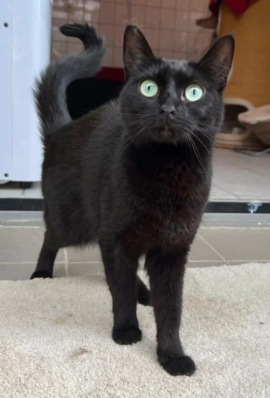 Donna, Mixed Breed for adoption at Tierschutzverein Dormagen e.V., Dormagen
