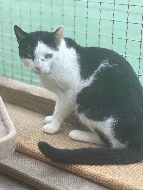 Edward, Mixed Breed for adoption at Tierschutzverein Dormagen e.V., Dormagen