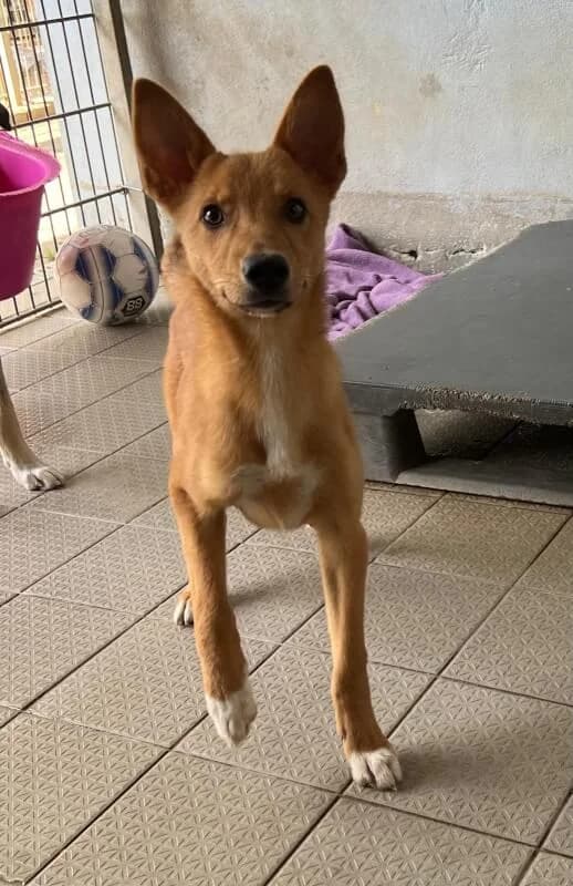Emil, Mixed Breed for adoption at Tierschutzverein Dormagen e.V., Dormagen