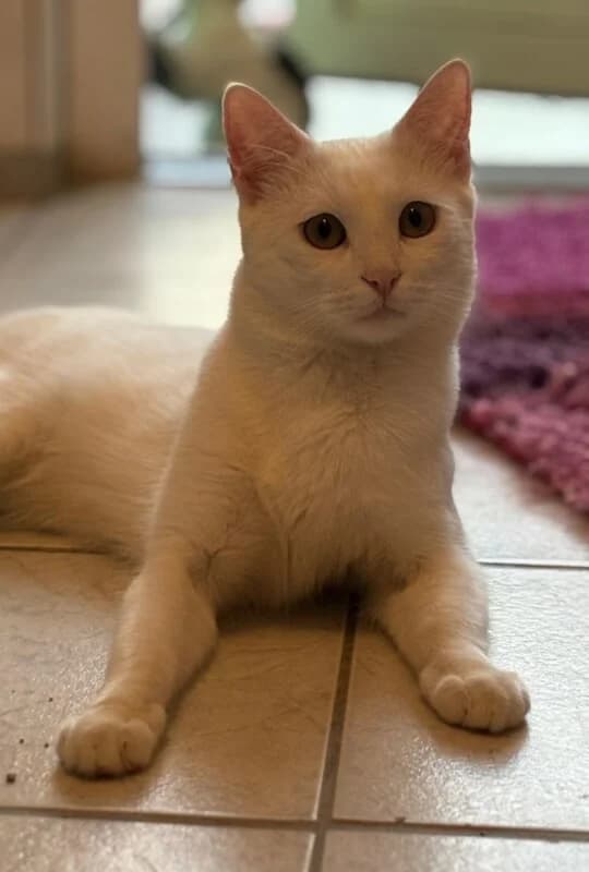 Fee, weiß Mixed Breed for adoption at Tierschutzverein Dormagen e.V., Dormagen