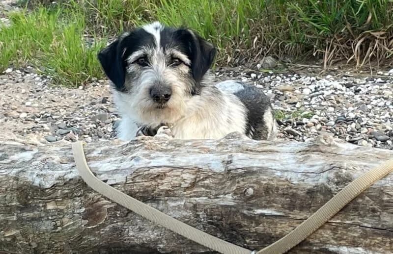 Feli, Mixed Breed for adoption at Tierschutzverein Dormagen e.V., Dormagen