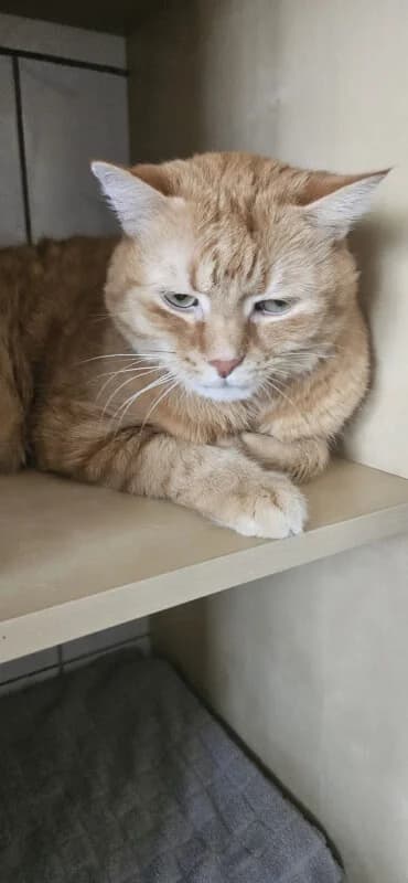 Gerry, senior Mixed Breed for adoption at Tierschutzverein Dormagen e.V., Dormagen