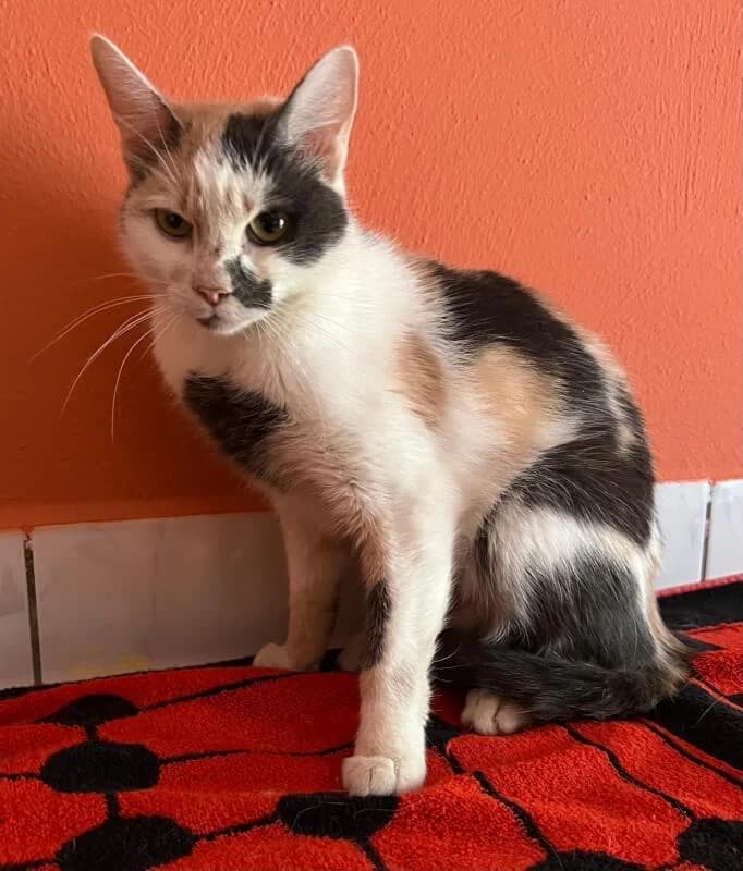 Inge, Mixed Breed for adoption at Tierschutzverein Dormagen e.V., Dormagen