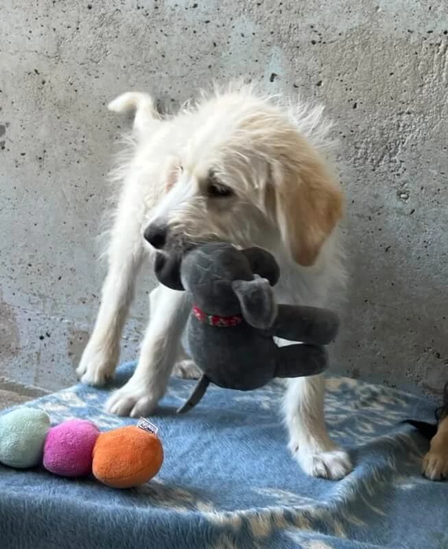 Jamie, Mixed Breed for adoption at Tierschutzverein Dormagen e.V., Dormagen
