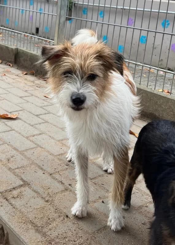 Jimmy, Mixed Breed for adoption at Tierschutzverein Dormagen e.V., Dormagen