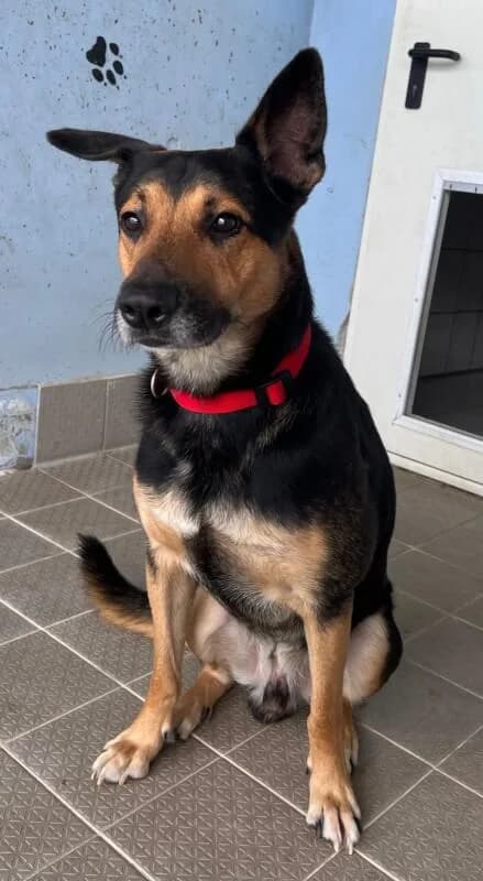 Madox, Mixed Breed for adoption at Tierschutzverein Dormagen e.V., Dormagen