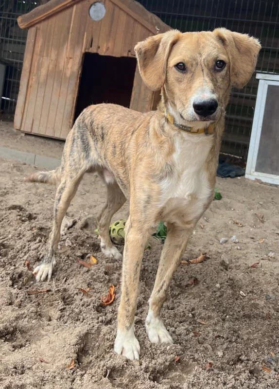 Milan, Mixed Breed for adoption at Tierschutzverein Dormagen e.V., Dormagen