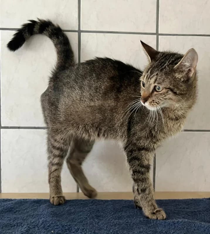 Mimi, Mixed Breed for adoption at Tierschutzverein Dormagen e.V., Dormagen