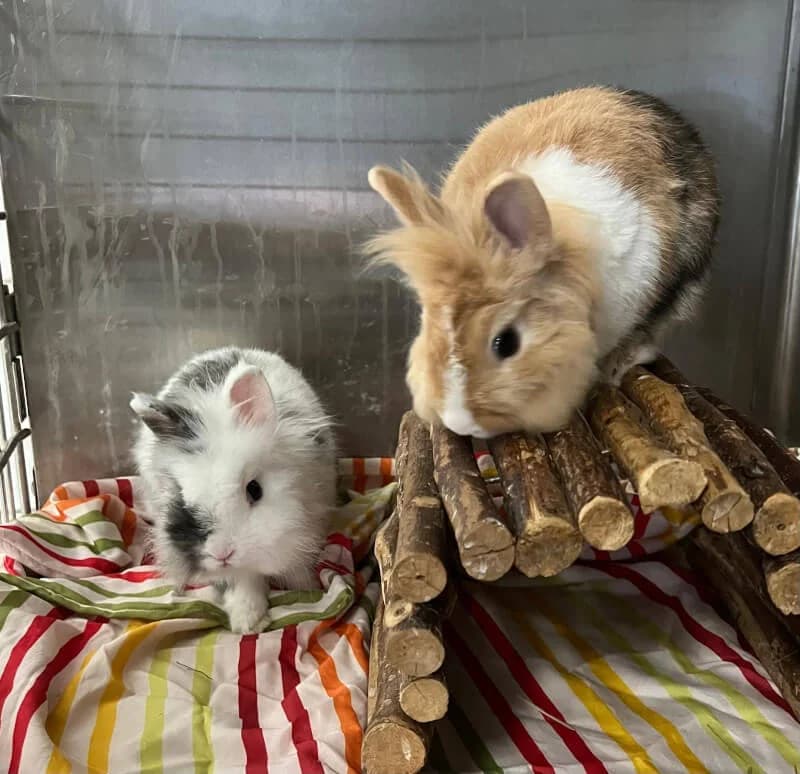 Momo & RΓΌbe, Mixed Breed for adoption at Tierschutzverein Dormagen e.V., Dormagen