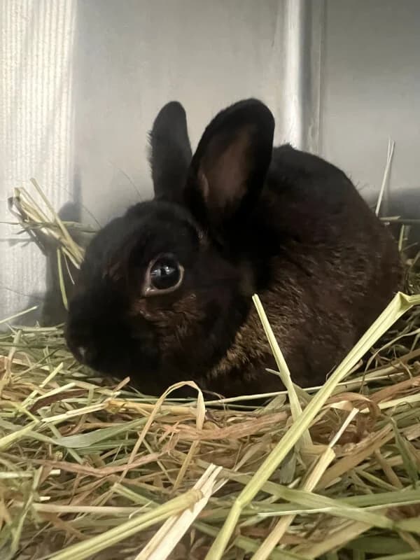 Nutoka, Mixed Breed for adoption at Tierschutzverein Dormagen e.V., Dormagen