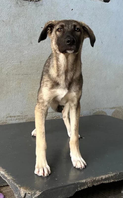 Sansa, Mixed Breed for adoption at Tierschutzverein Dormagen e.V., Dormagen