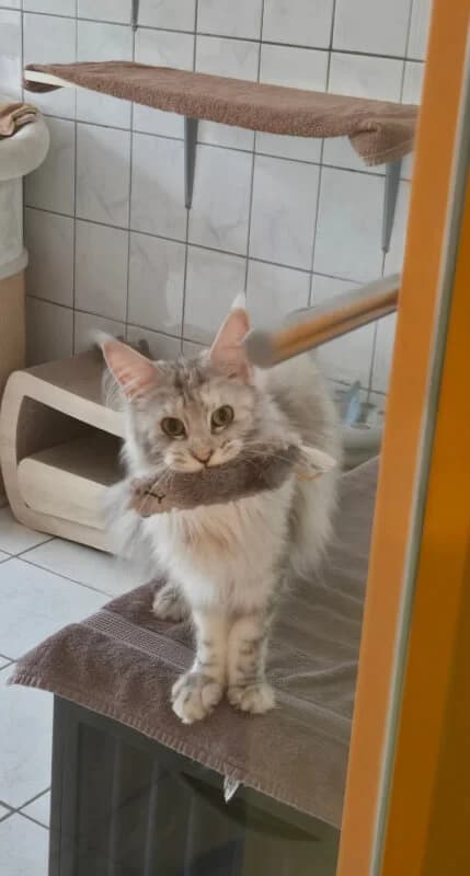 Shiva, senior Mixed Breed for adoption at Tierschutzverein Dormagen e.V., Dormagen