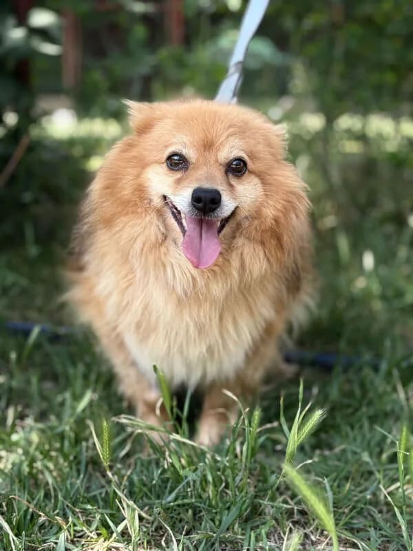 Trixie, Mixed Breed for adoption at Tierschutzverein Dormagen e.V., Dormagen