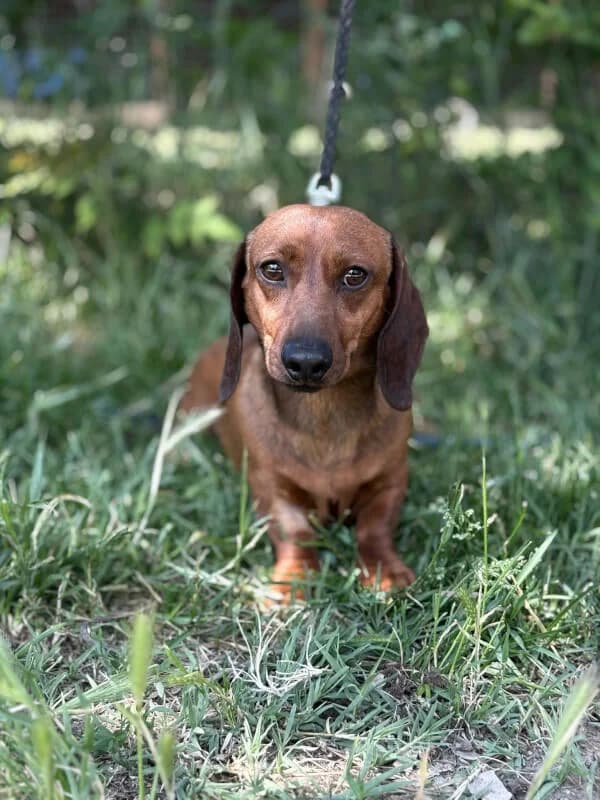 Willi, Mixed Breed for adoption at Tierschutzverein Dormagen e.V., Dormagen