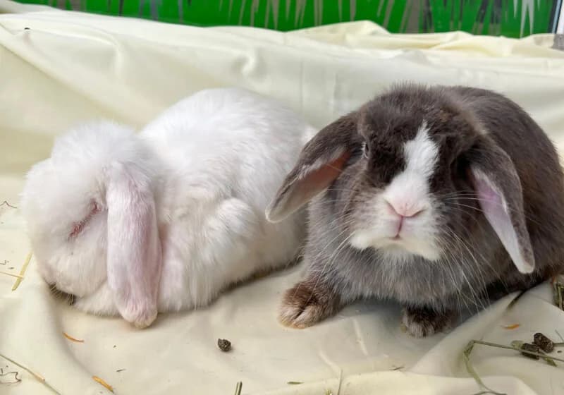 Yelda & Selma, Mixed Breed for adoption at Tierschutzverein Dormagen e.V., Dormagen