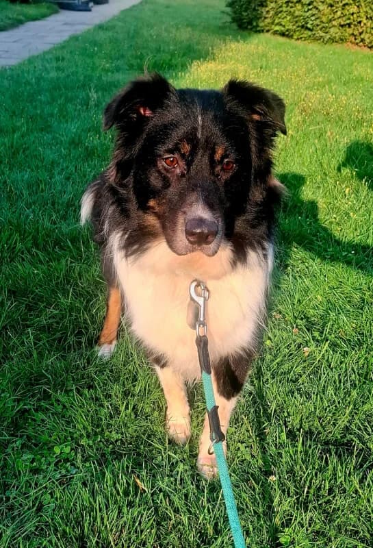 Zwerg, Mixed Breed for adoption at Tierschutzverein Dormagen e.V., Dormagen