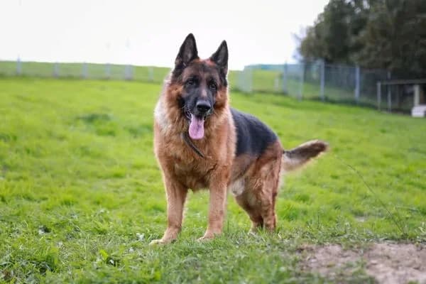 Balou, male Mixed Breed for adoption at Tierheim Dornbusch