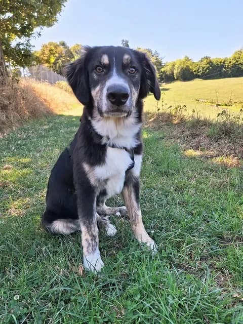 Benno, Mixed Breed for adoption at Tierheim Dornbusch