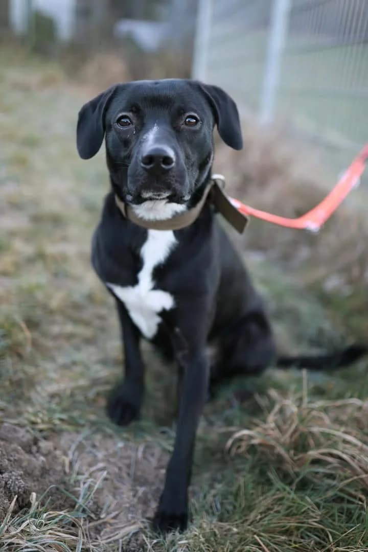Buck, male Mixed Breed for adoption at Tierheim Dornbusch