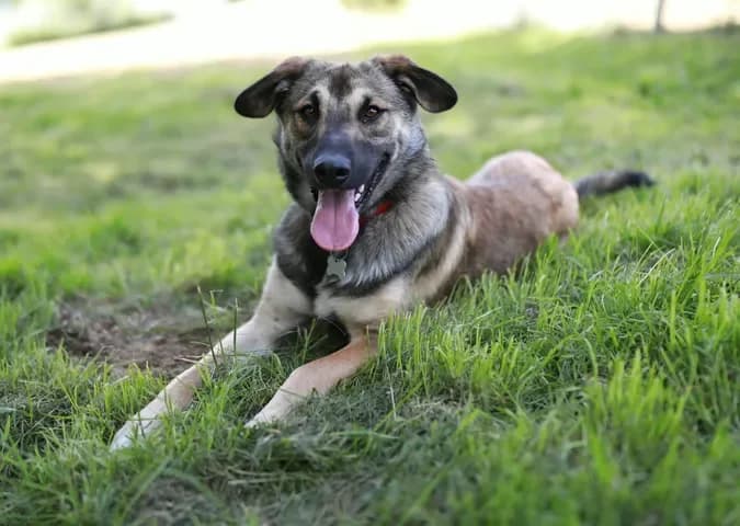 Gonzo, male Mixed Breed for adoption at Tierheim Dornbusch