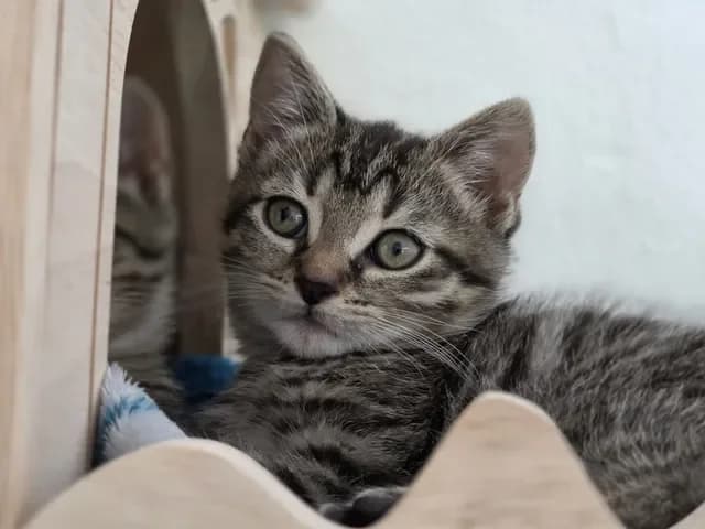 Baldurmännlich, male Mixed Breed for adoption at Tierheim Dornbusch