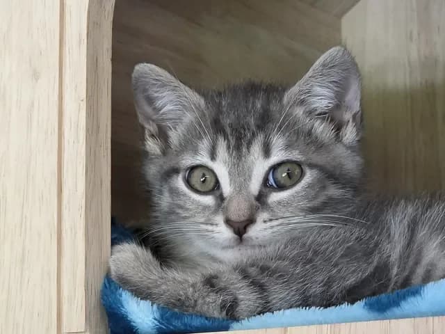 Balerionmännlich, male Mixed Breed for adoption at Tierheim Dornbusch