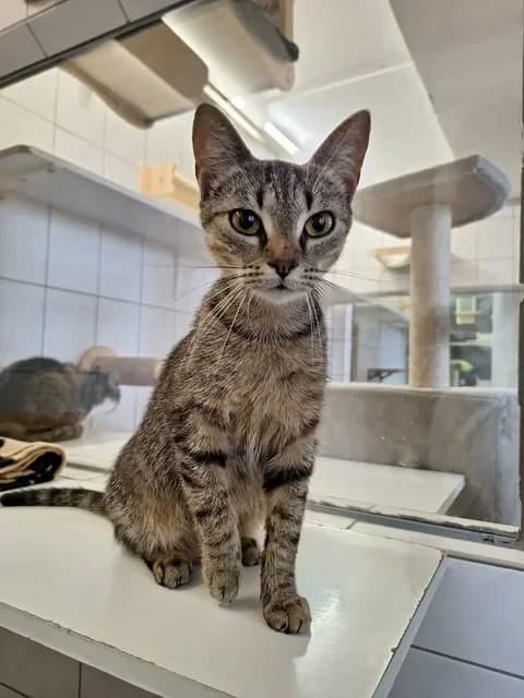 Brienneweiblich, female Mixed Breed for adoption at Tierheim Dornbusch