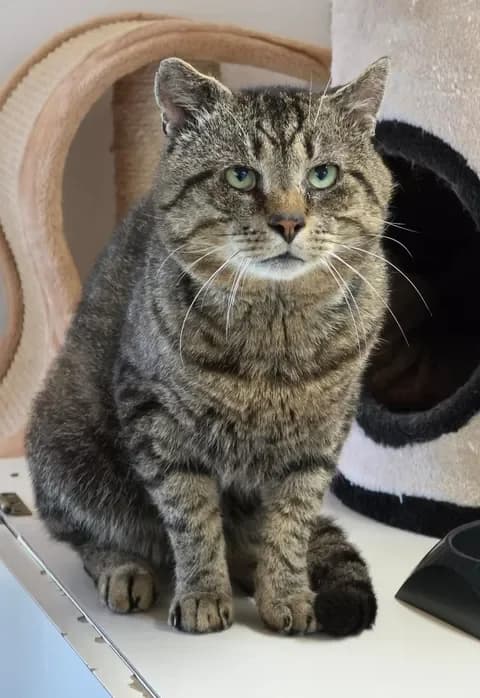 Carlomännlich, male Mixed Breed for adoption at Tierheim Dornbusch