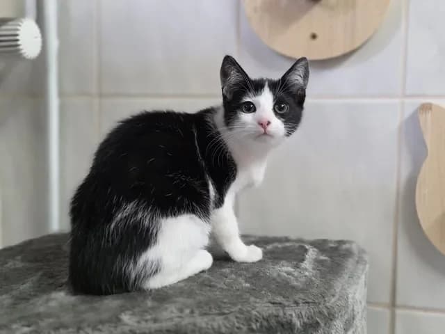 Carrieweiblich, female Mixed Breed for adoption at Tierheim Dornbusch