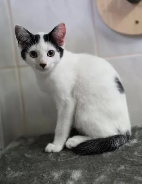 Charlotteweiblich, female Mixed Breed for adoption at Tierheim Dornbusch