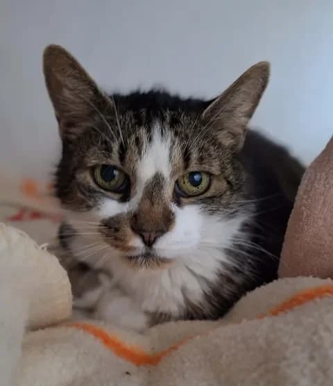Esmeeweiblich, female Mixed Breed for adoption at Tierheim Dornbusch