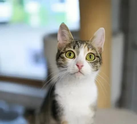 Lottiweiblich, female Mixed Breed for adoption at Tierheim Dornbusch