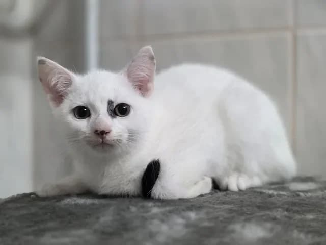 Mirandaweiblich, female Mixed Breed for adoption at Tierheim Dornbusch