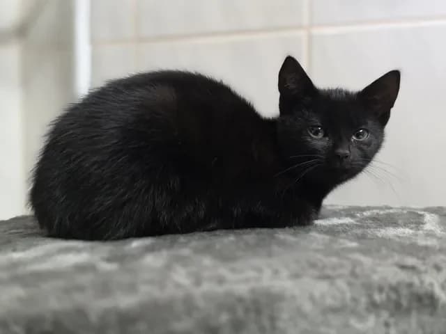 Samanthaweiblich, female Mixed Breed for adoption at Tierheim Dornbusch