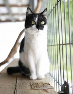 Schnuppi, female Mixed Breed for adoption at Tierheim Dornbusch