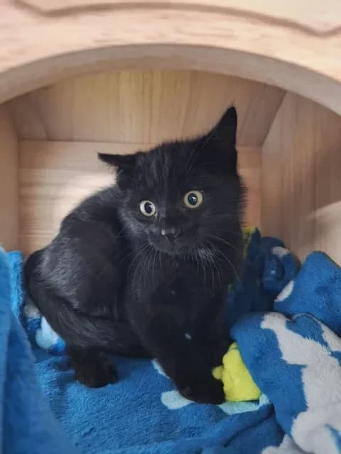 Svenja, female Mixed Breed for adoption at Tierheim Dornbusch