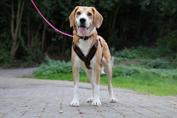 Joy, female Mixed Breed for adoption at Tierheim Dornbusch
