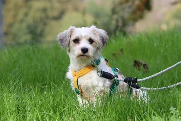 Lynett, female Mixed Breed for adoption at Tierheim Dornbusch