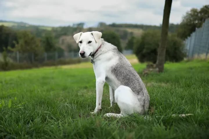 Mausi, female Mixed Breed for adoption at Tierheim Dornbusch